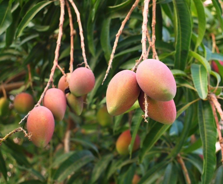 How Do Mangoes Grow? My Heart Lives Here